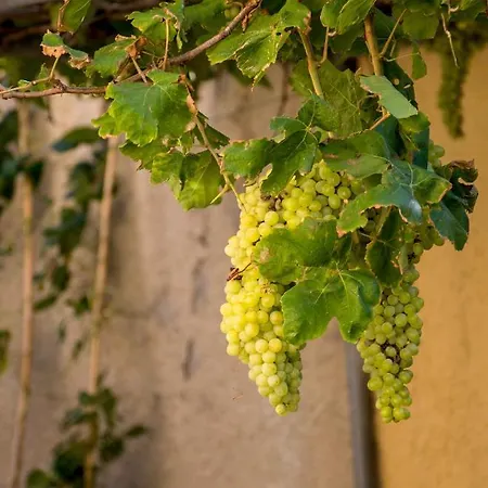 Διαμέρισμα Garden House Elli 2 Min